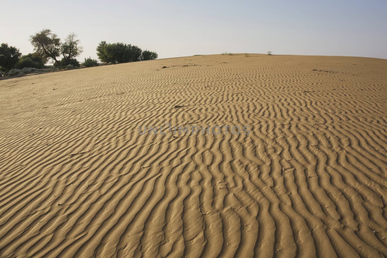 Thar Desert, Rajasthan India by Tjeerdkruse