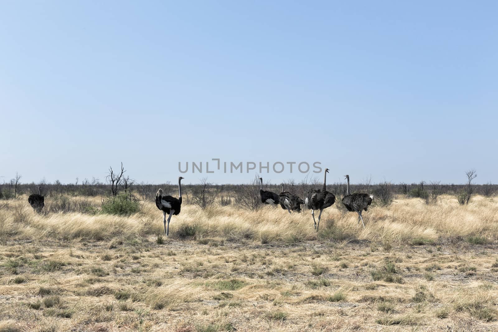 Desert landscape with ostriches (Struthio camelus), Sossusvlei,  by Tjeerdkruse