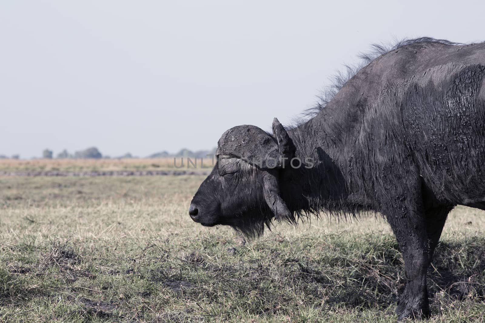 Cape buffalo (Syncerus caffer) feeds in grass in the Bwabwata Na by Tjeerdkruse