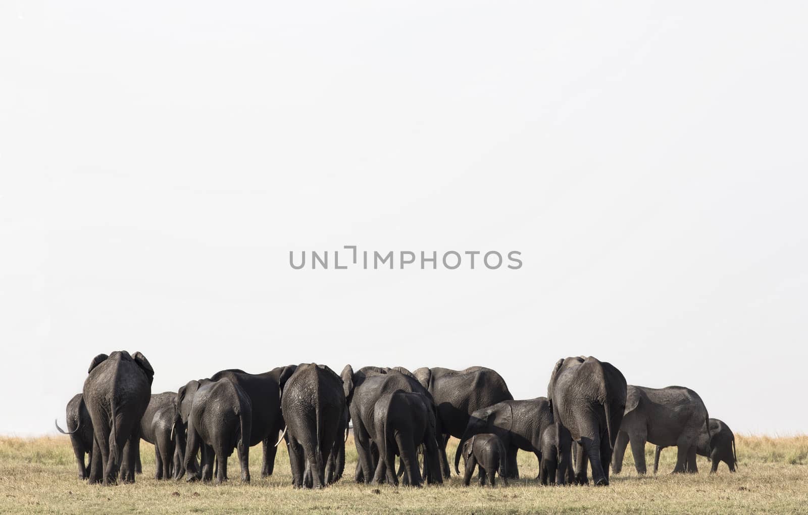 Elephants in Etosha park Namibia