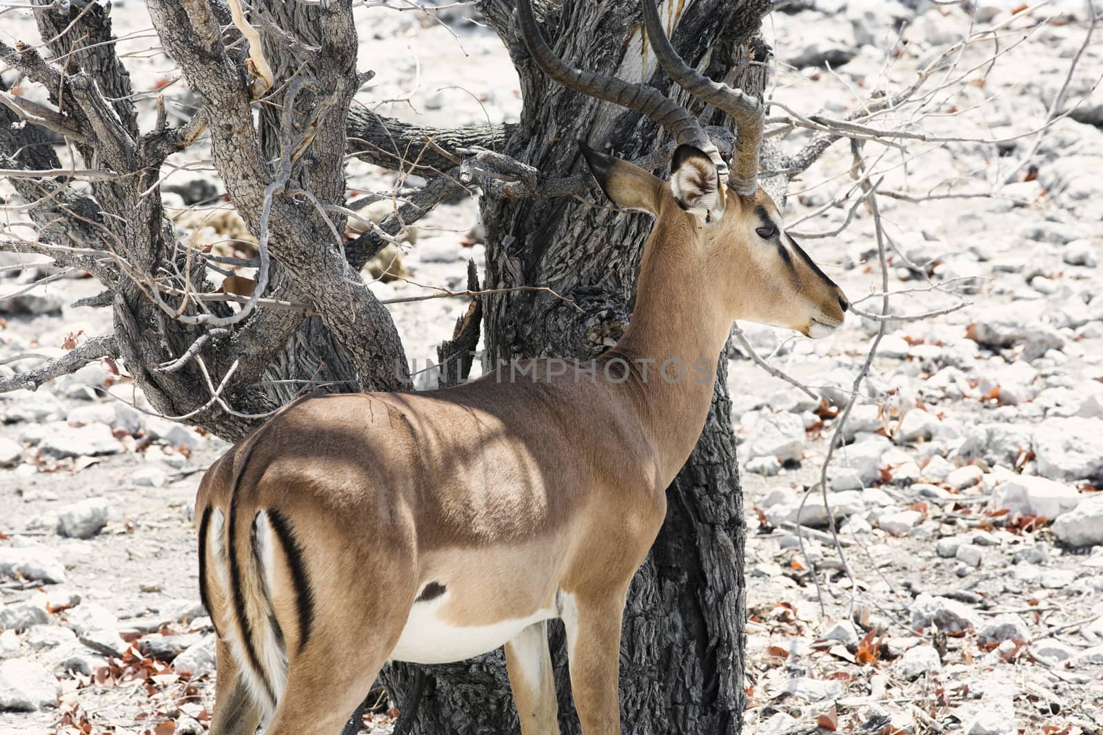 Antelope in nature