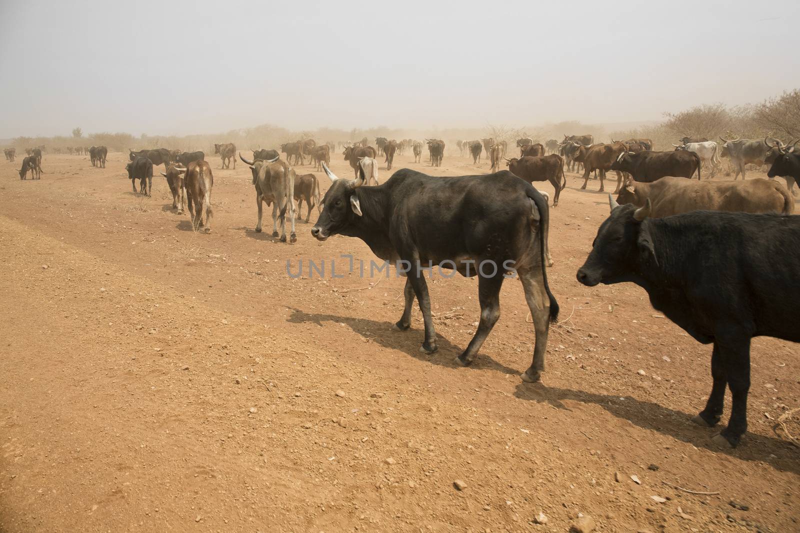 Cattle farm in Northern Namibia, Africa by Tjeerdkruse