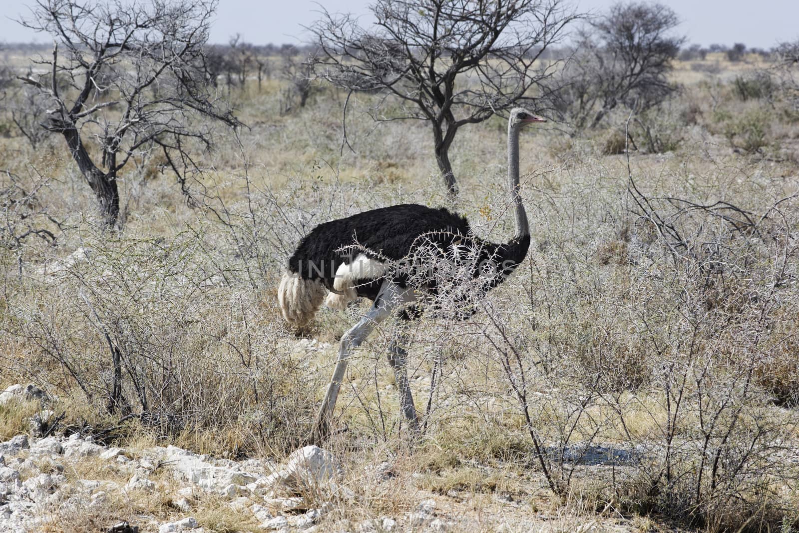 Desert landscape with ostriche (Struthio camelus), Namibia, sout by Tjeerdkruse