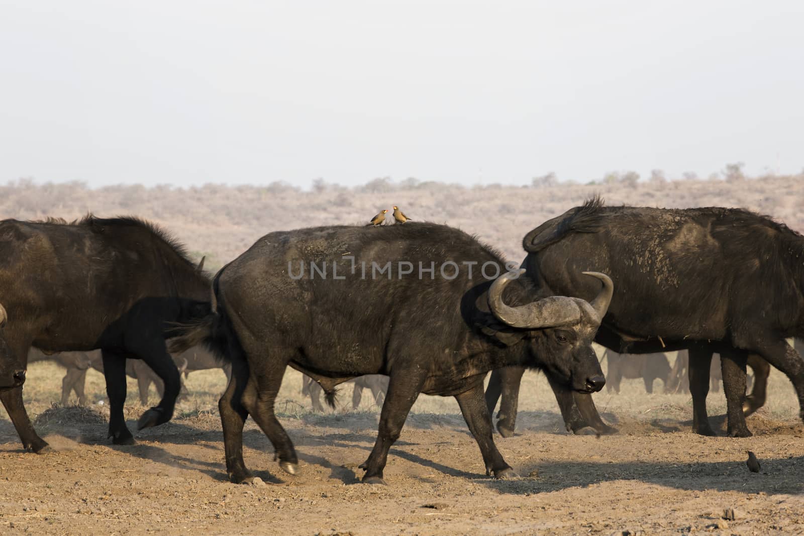 Herd of cape buffalo in namibia by Tjeerdkruse