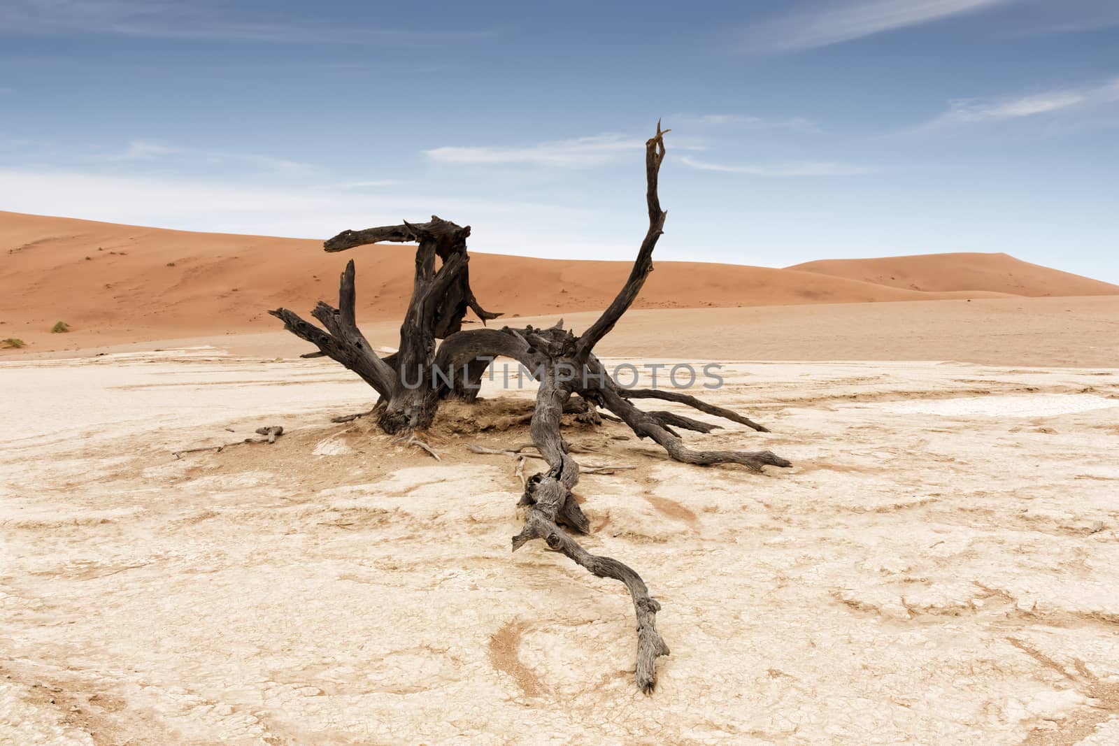 Dead Vlei in Namib desert,Namibia,Africa by Tjeerdkruse