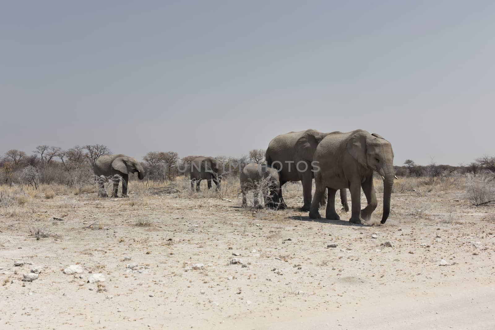 Elephant herd, Etosha National Park, Namibia by Tjeerdkruse