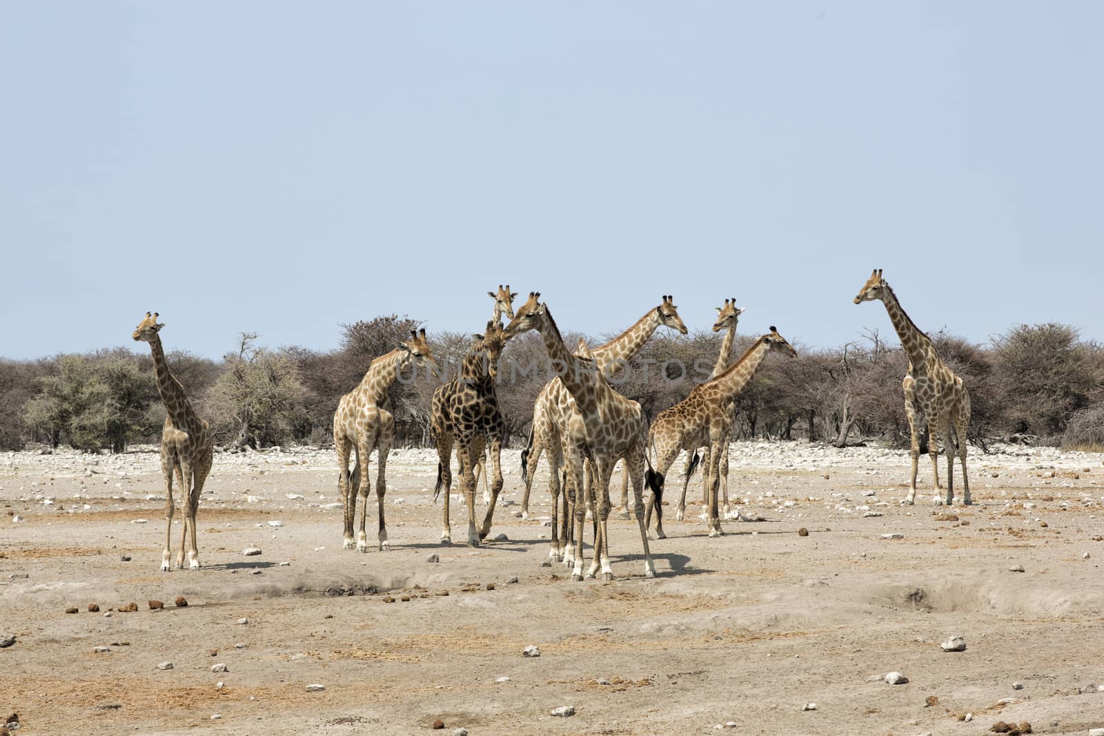 Herd of Giraffes, Etosha National Park, Namibia by Tjeerdkruse