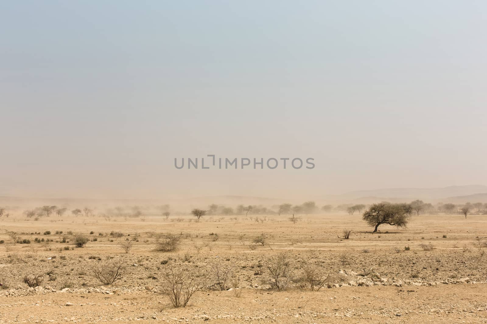 desert trees in front of a white sand storm, Namib, Naukluft Park, Namibia, Africa