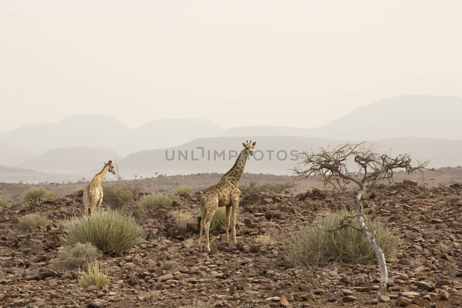 Male giraffe walking in african bush. Etosha national park, Namibia