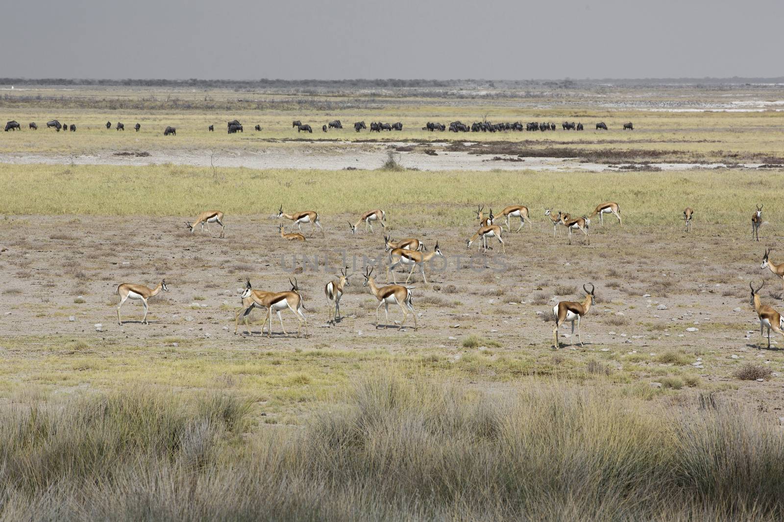 The springbok (Antidorcas marsupialis) an herd of antelope in th by Tjeerdkruse