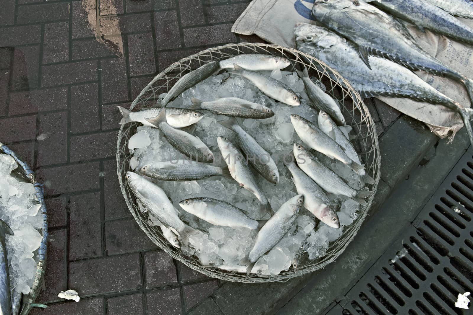 Small colorful freshly caught fish in a basket with ice 
on loca by Tjeerdkruse