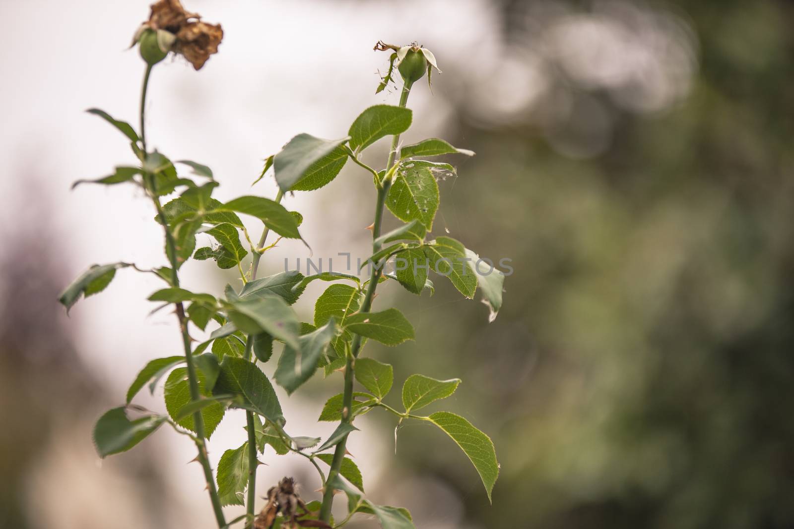 Branches of the rosary plant in autumn