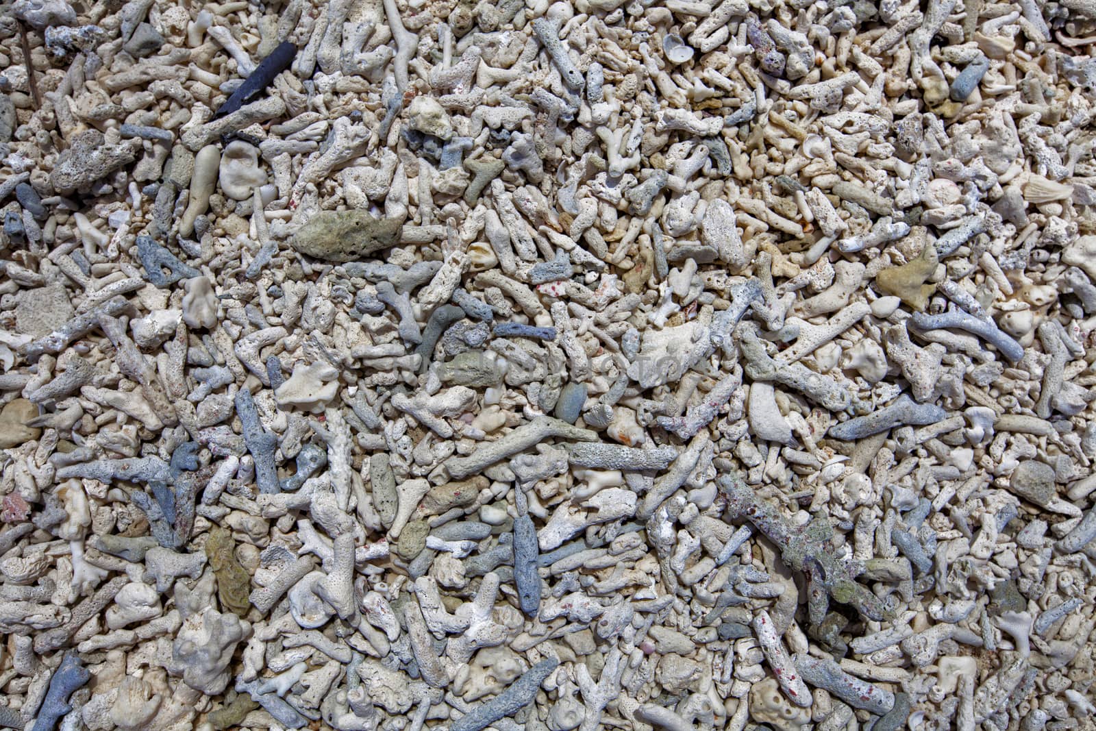 Coral bleaching on the sandy beach as structural. background texture