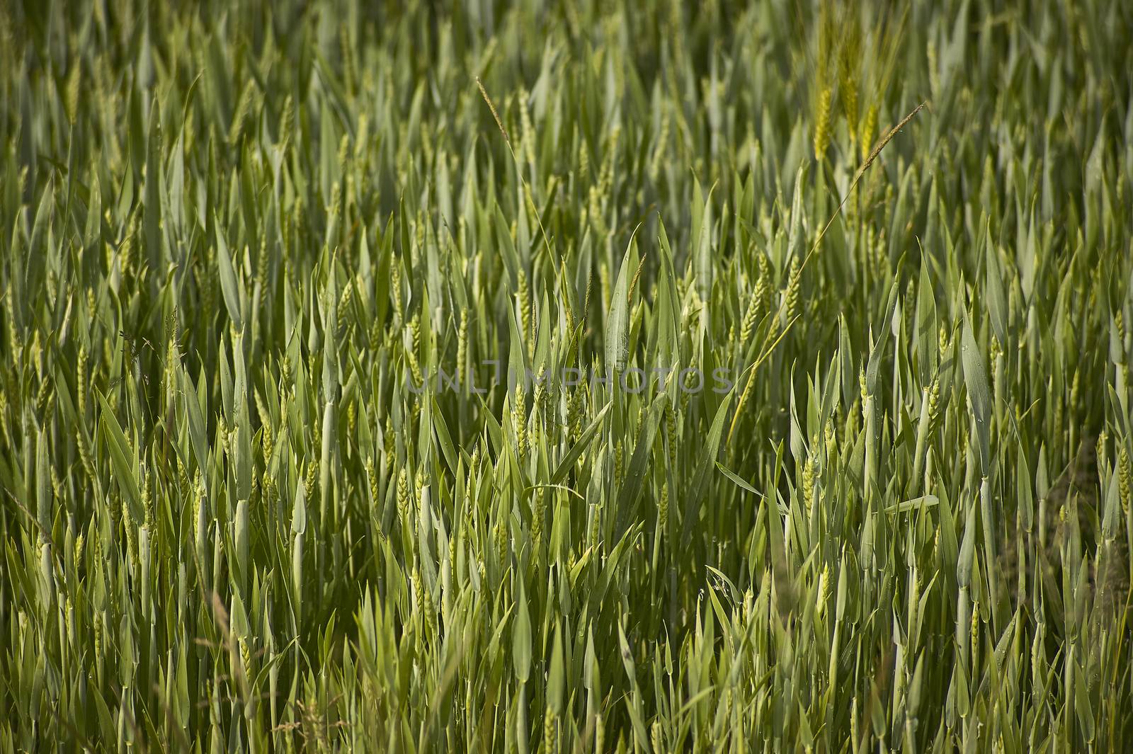 Ears of barley in a field of cultivation, agriculture in italy.