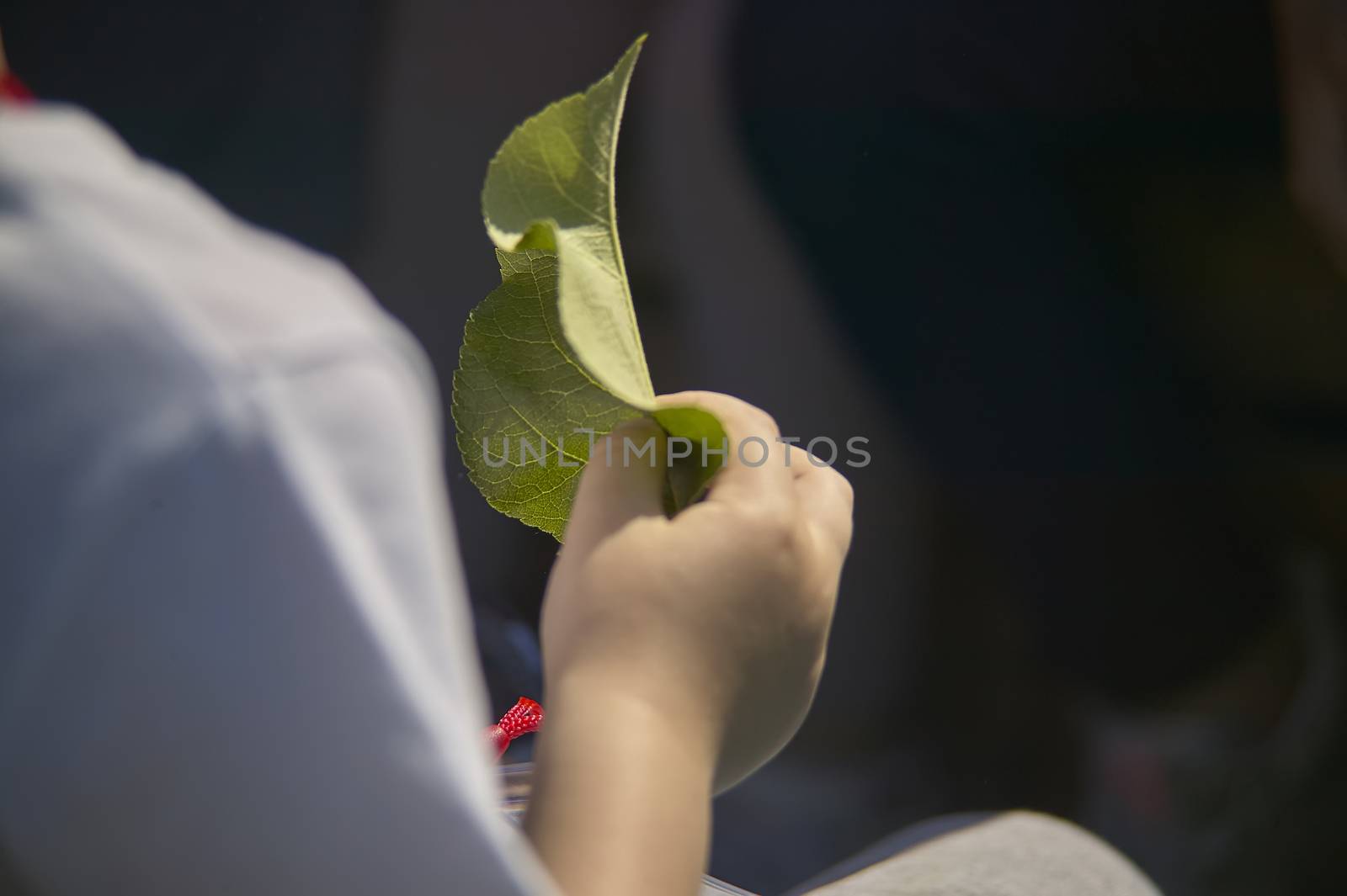 Hold a leaf in your hand by pippocarlot