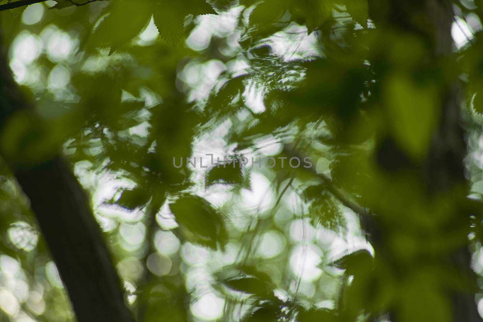 A multitude of leafs of a tree shining from below and blurred: a view of a drunken person