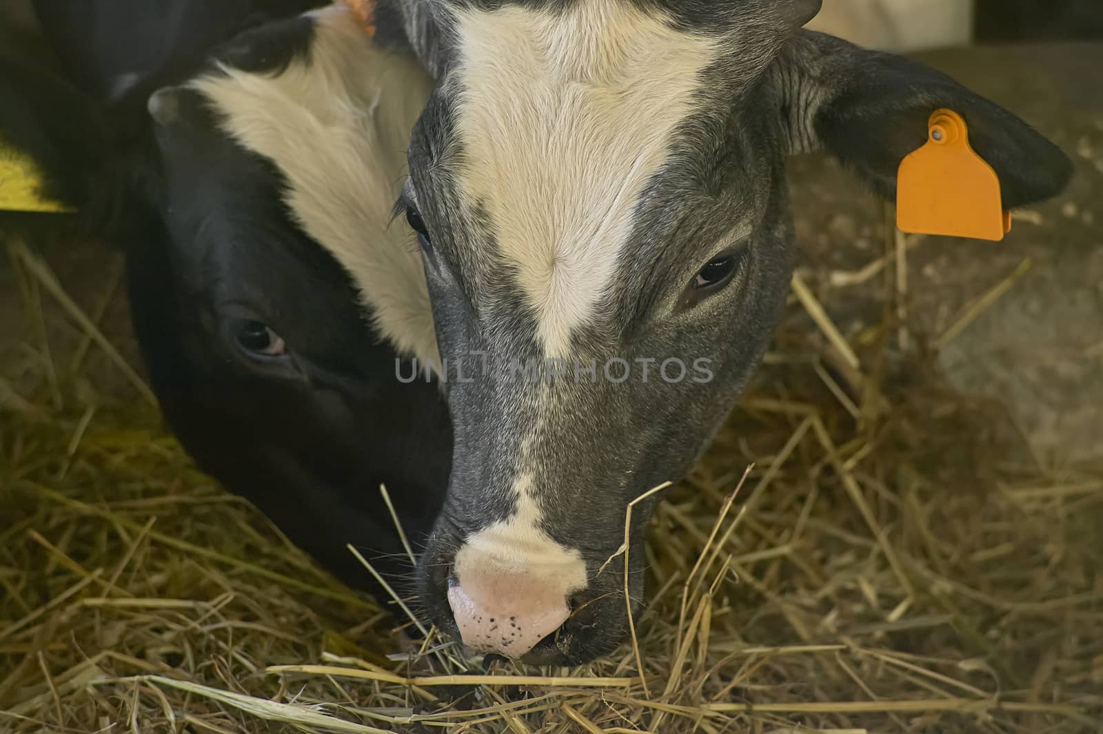 Two cows while eating hay of natural origin in a biological rearing in Italy