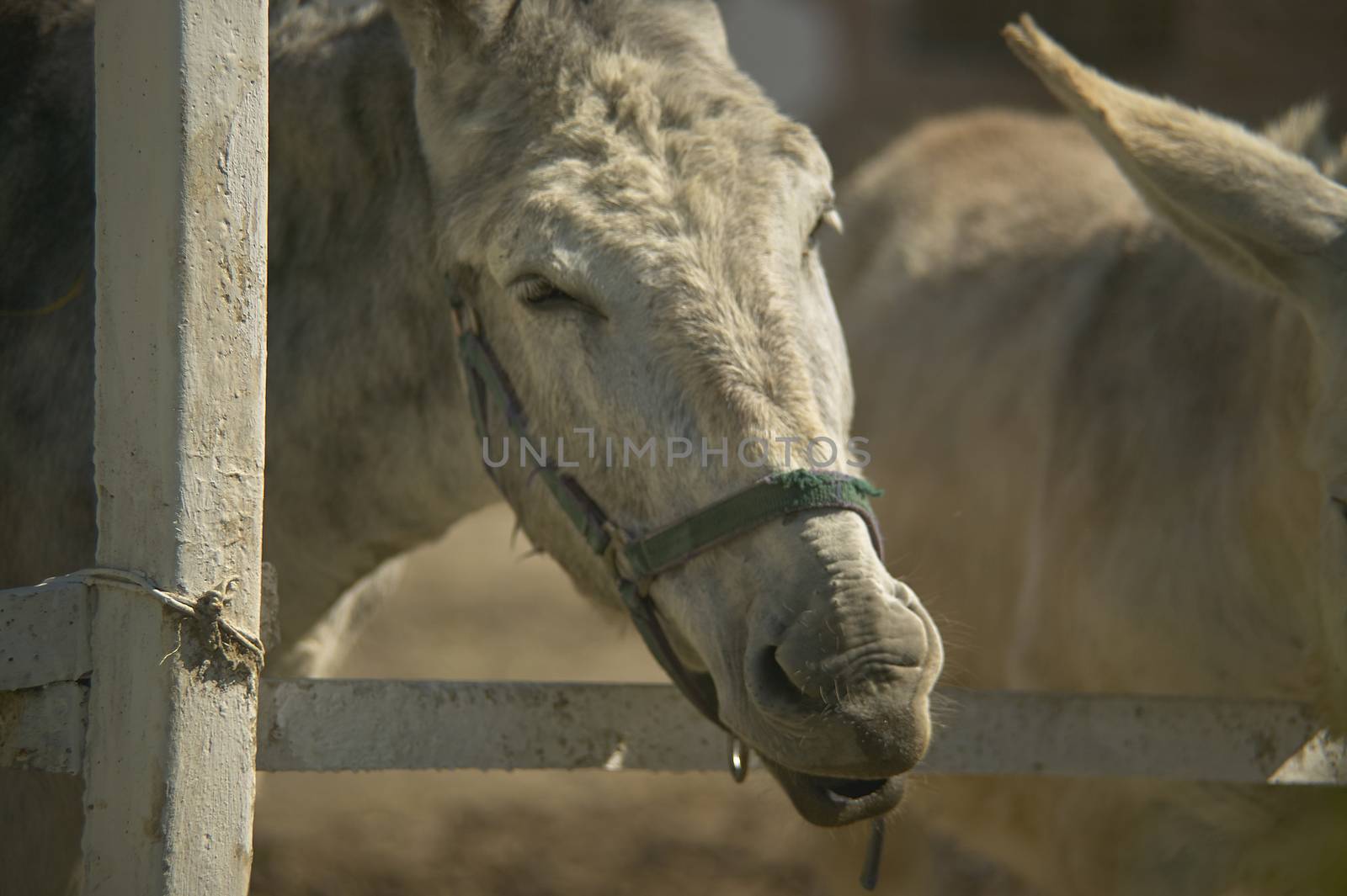 Donkey in a breeding farm to eat by brushing the grass just outside the fence.