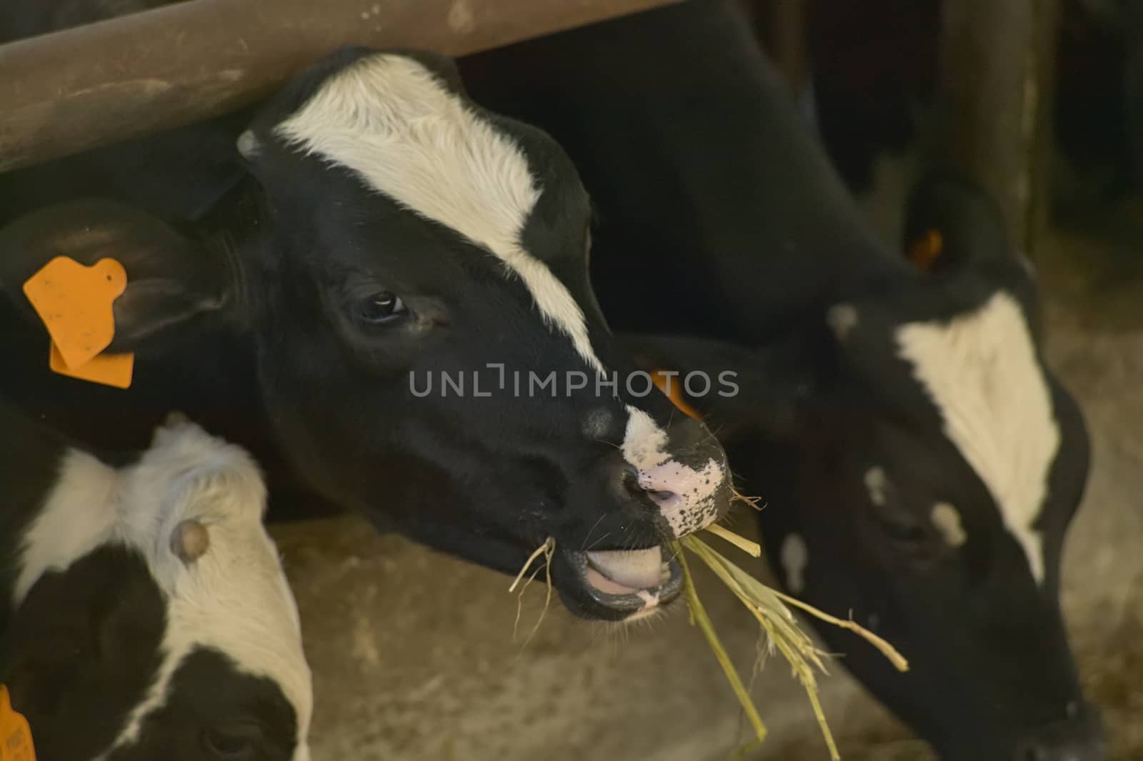 Two cows while eating hay of natural origin in a biological rearing in Italy