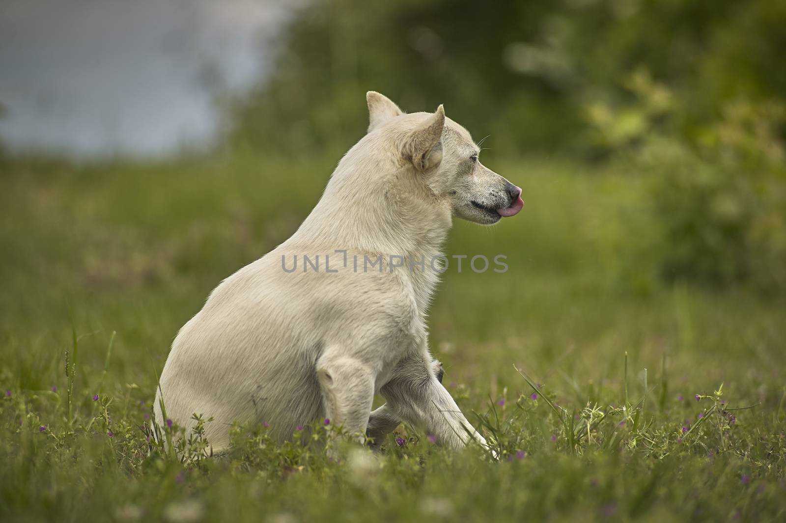 Dog Look proud by pippocarlot