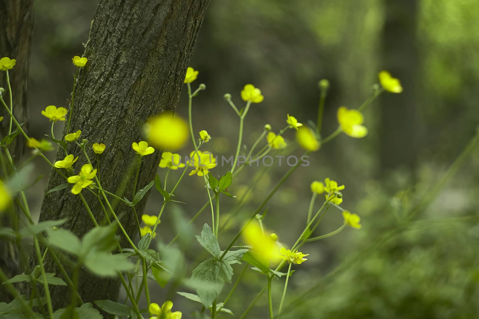 moltitude of yellow flowers by pippocarlot