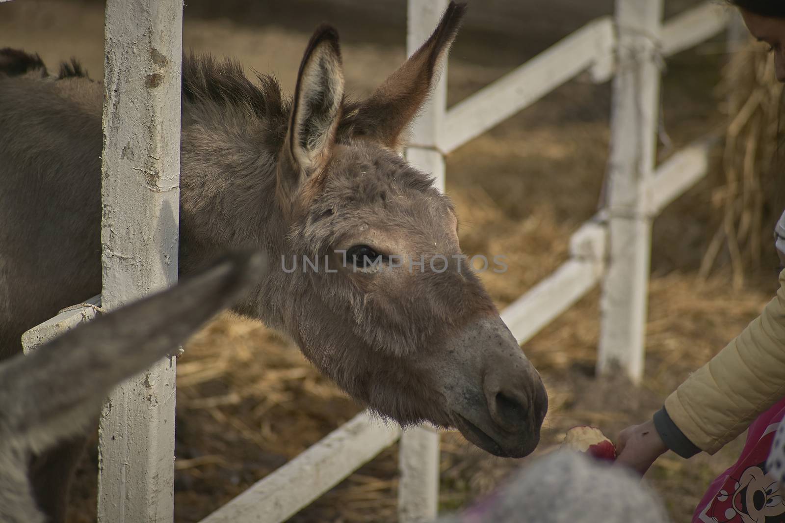 Hand of a human being eating to a young donkey in a fence. Typical scene of a didactic farm or a zoo.