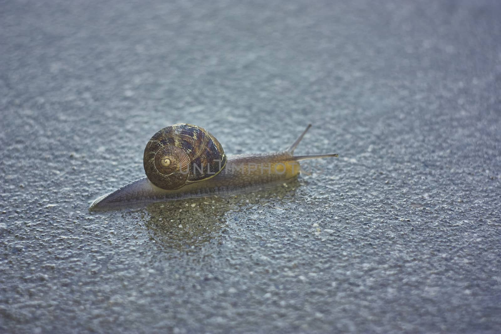 snail, husk by pippocarlot