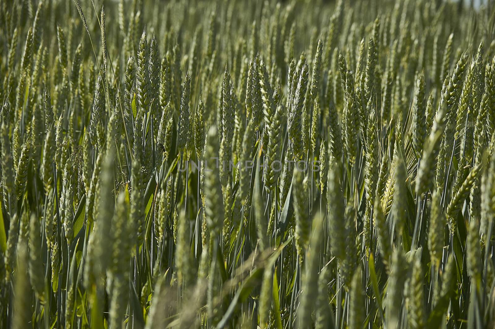 Ears of barley in a field of cultivation, agriculture in italy. Texture of barley