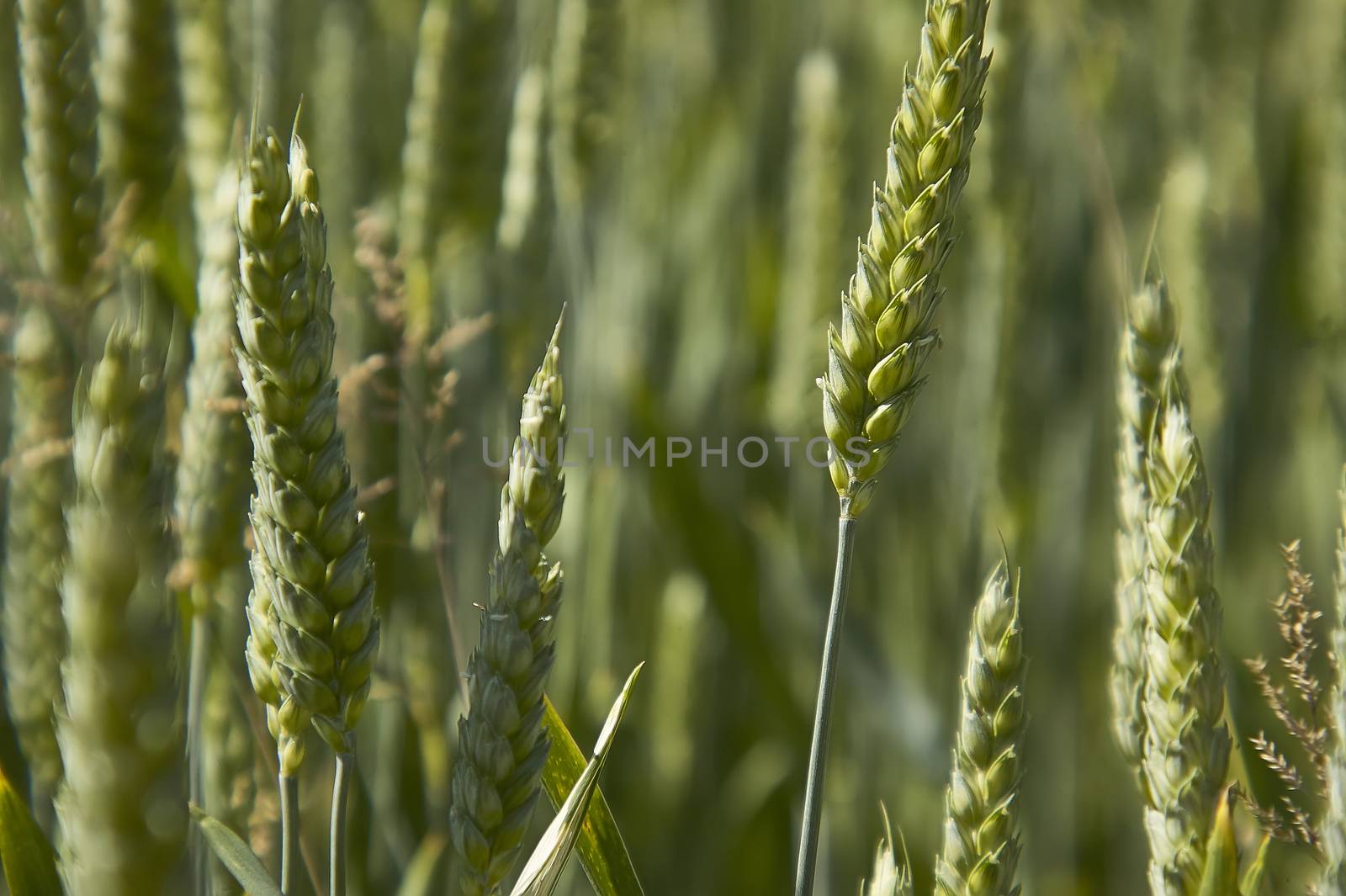 Ears of barley by pippocarlot