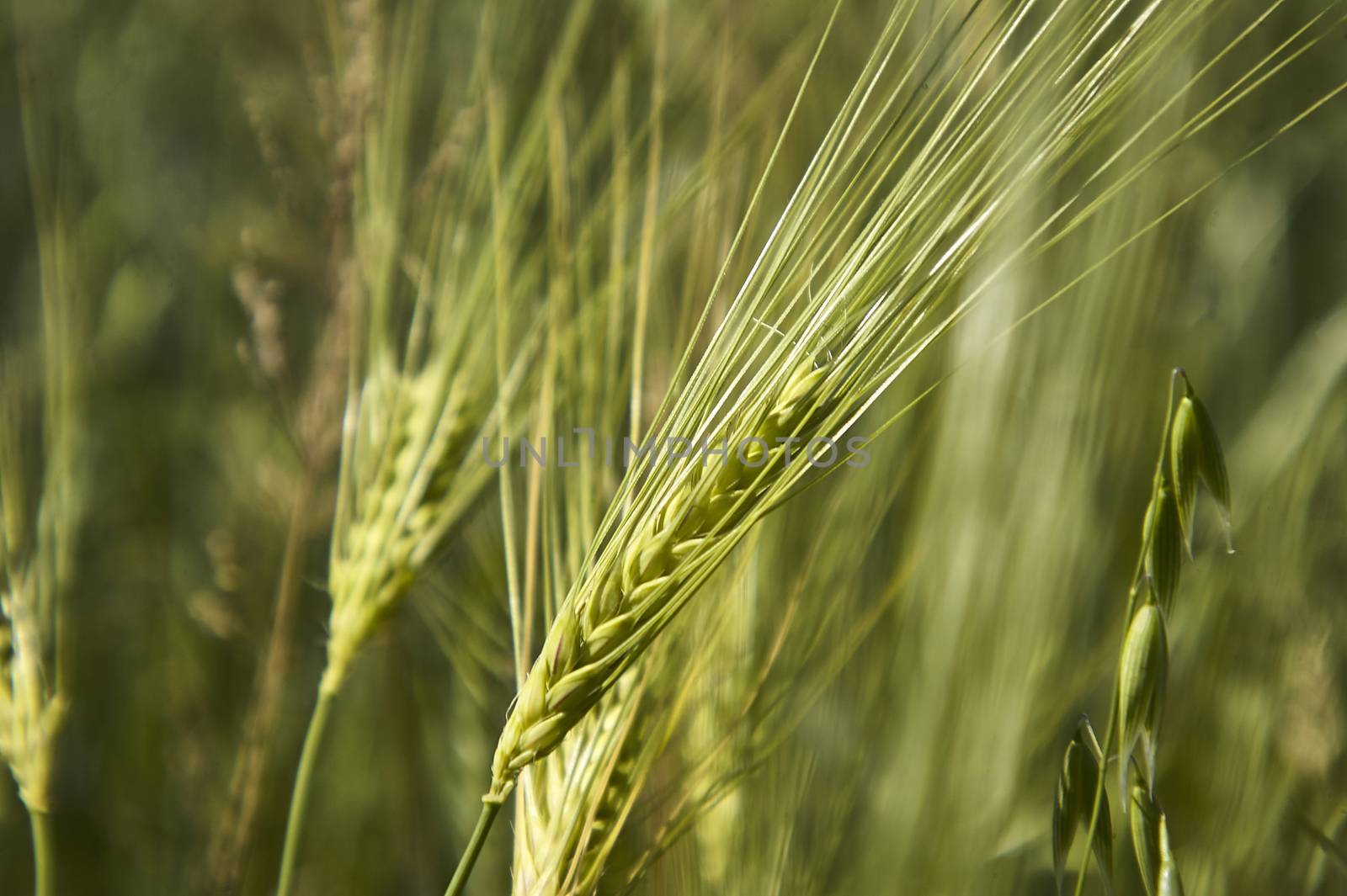 Ears of wheat by pippocarlot