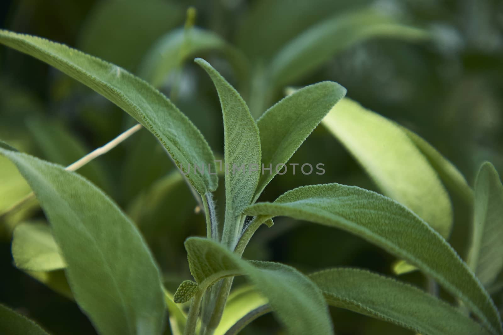 Magnifying a Salvia Sage leaf, a plant used as a spice in the kitchen.