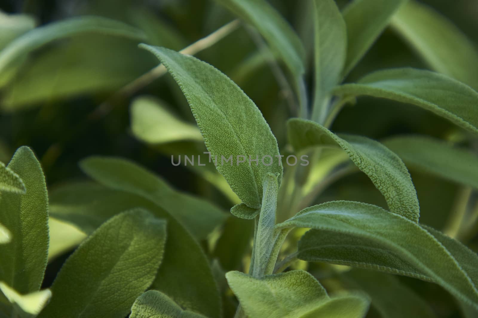 Salvia leaf by pippocarlot