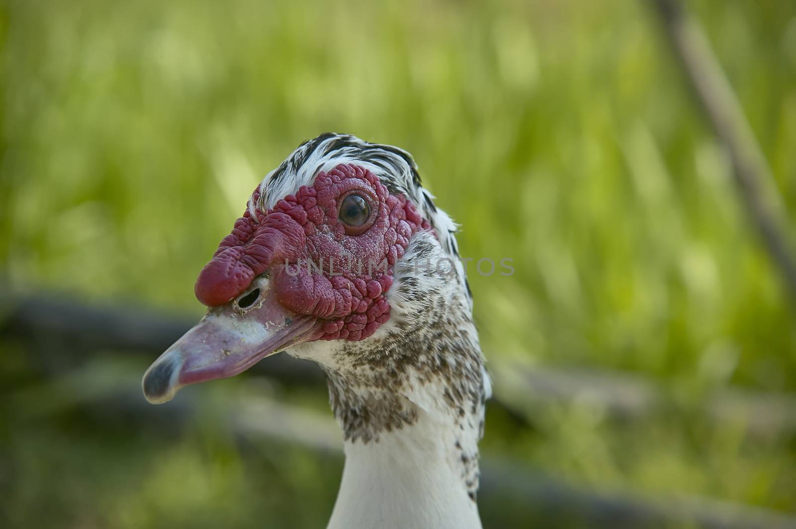 Close-up of the head of a turkey in which the beak is well visible in the eye and in general all the head.