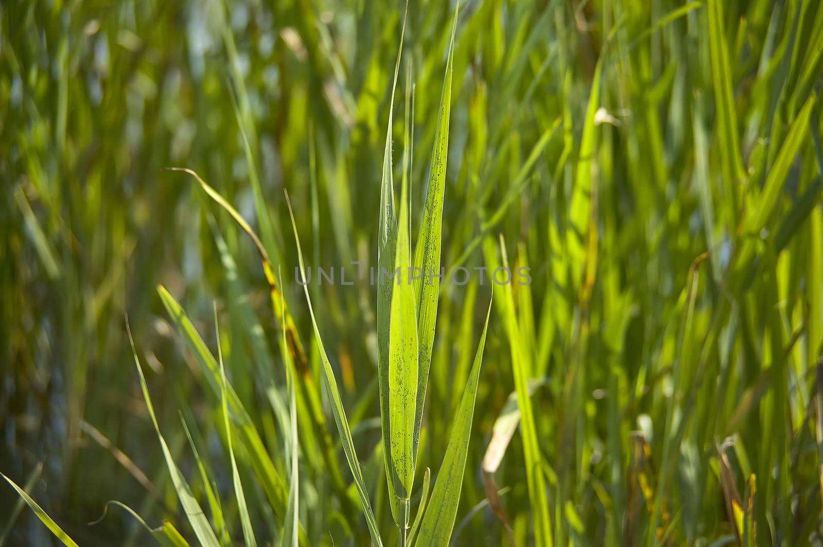 Close-up view of grass tufts in a pond full of water, lit by daylight in the summer.