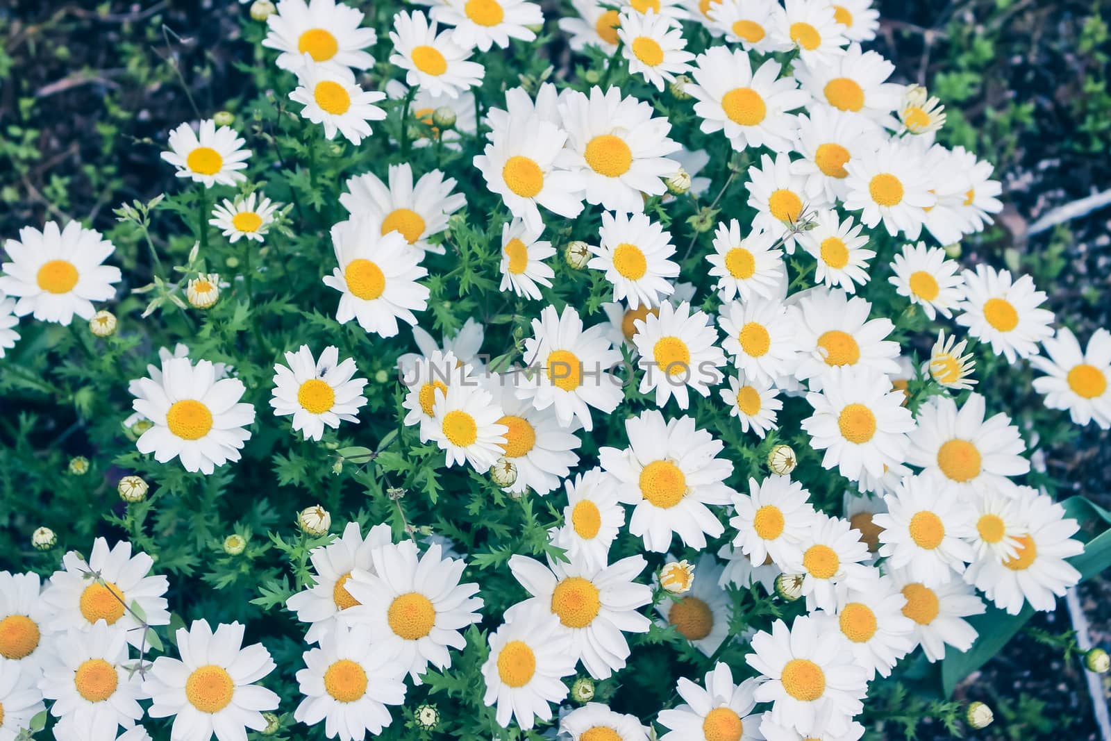 Daisy flower fields by simpleBE
