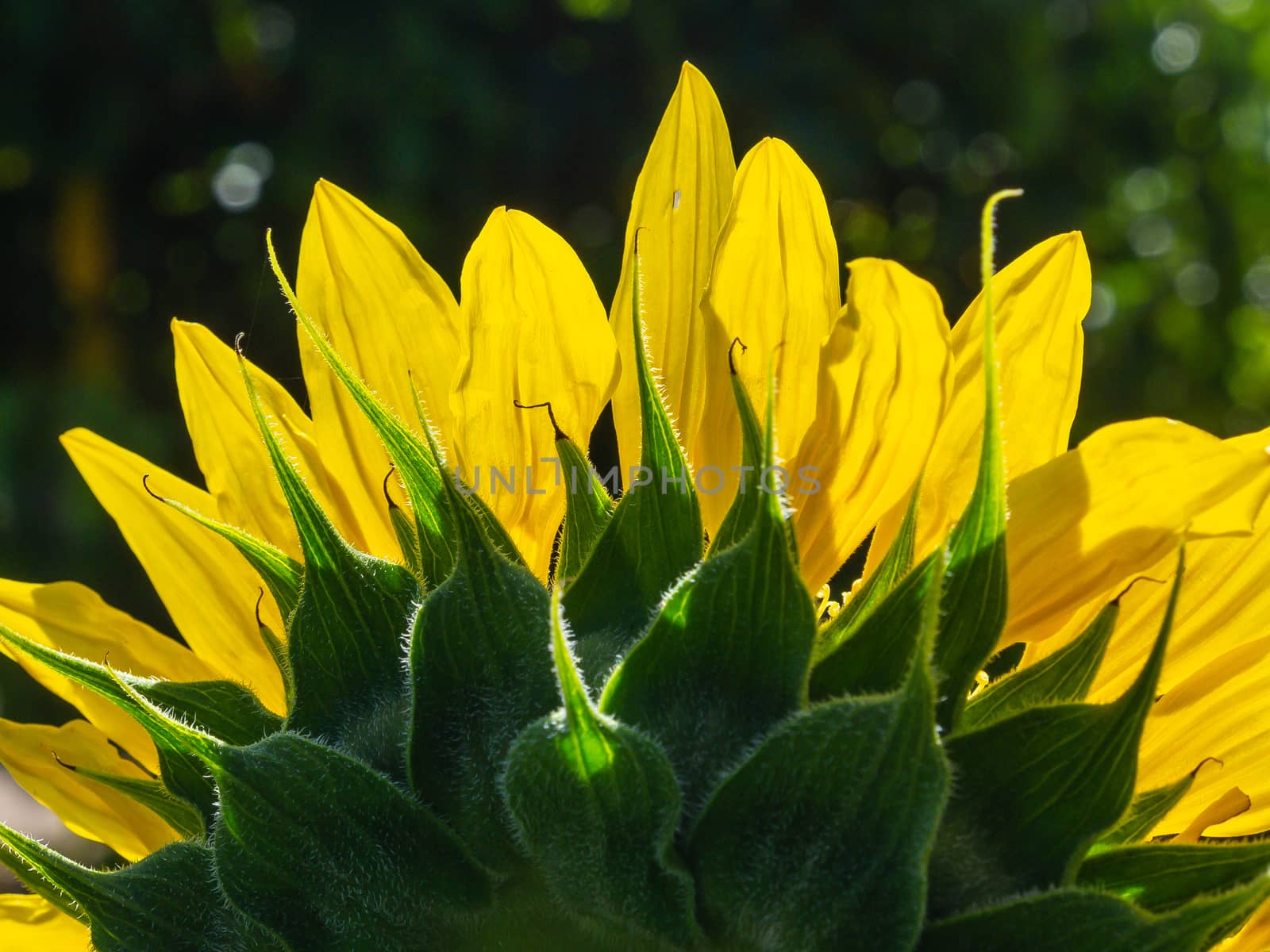 fully blossomed sunflower on a bright sunny day. The contrast of the cloudless blue sky