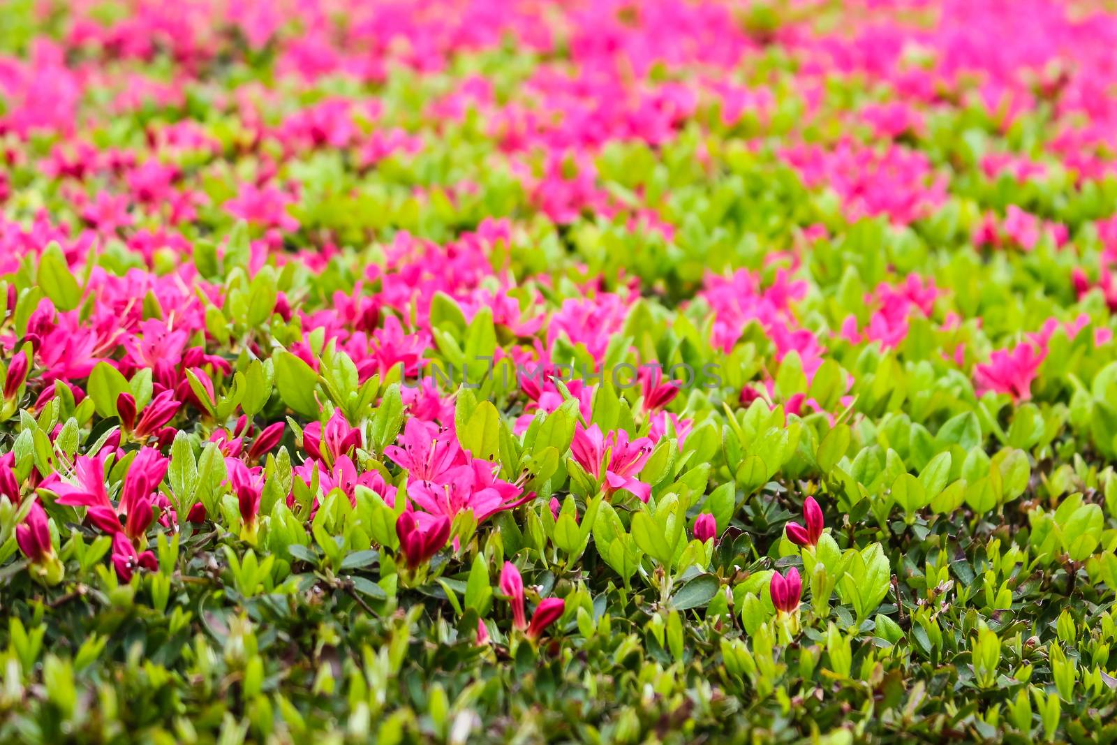 Blooming Pink Rhododendron (Azalea) , close-up, selective focus