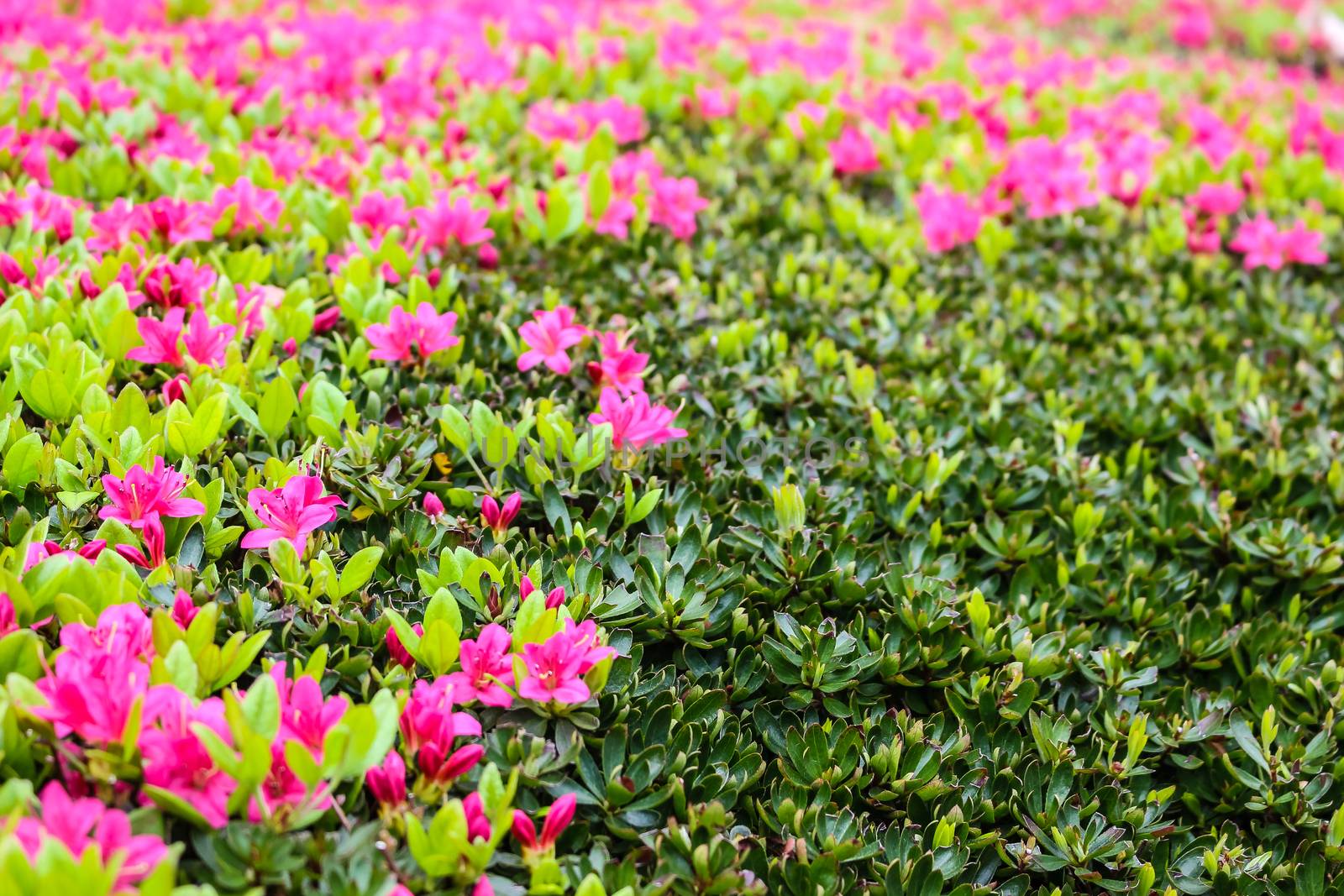Blooming Pink Rhododendron (Azalea)  by simpleBE
