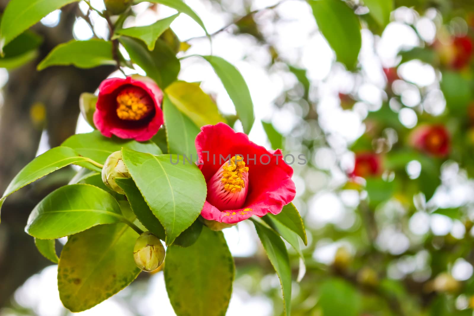 Red Japanese camellia flowers blooming in the garden