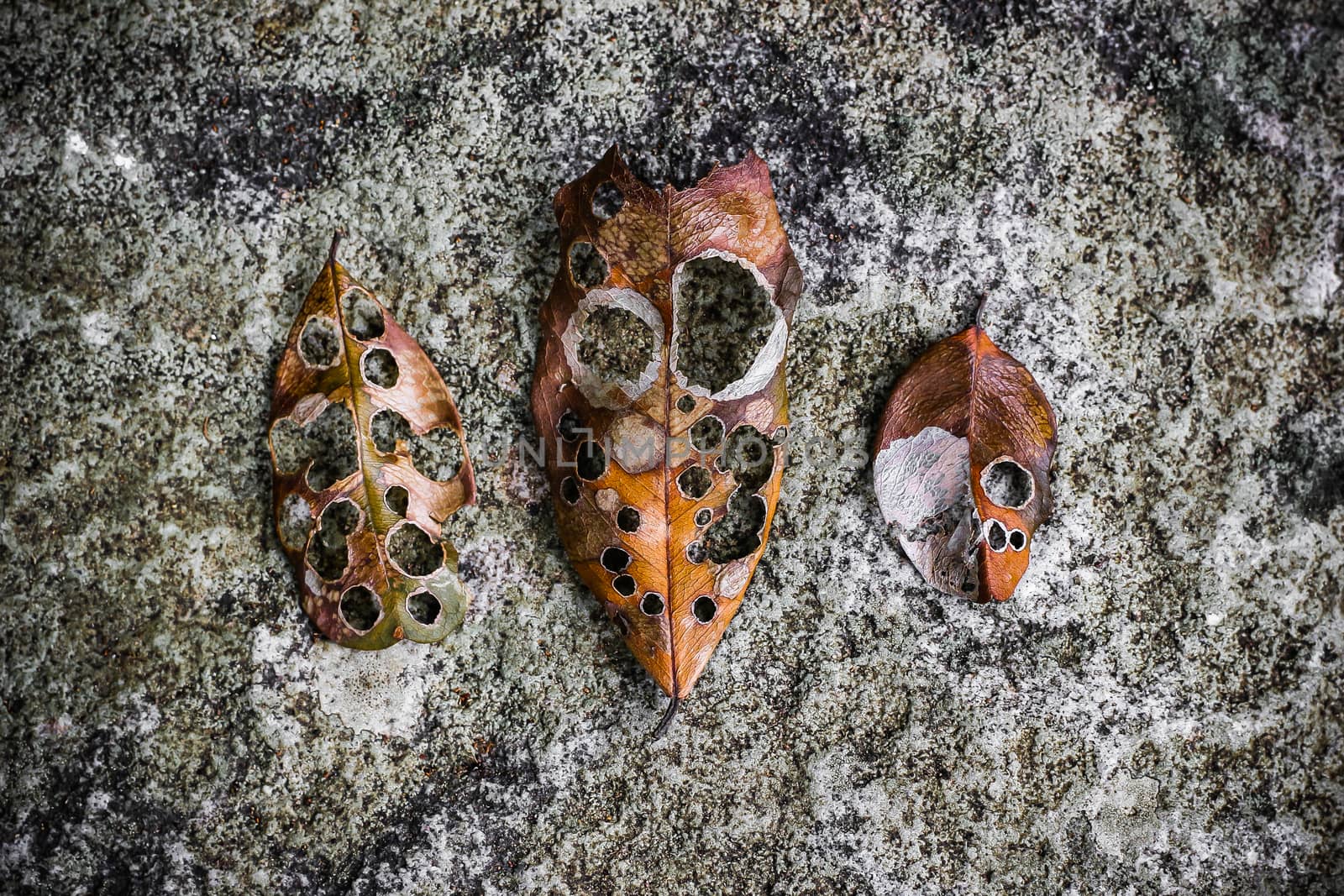 Brown dry leaves with patterned like human face on stone