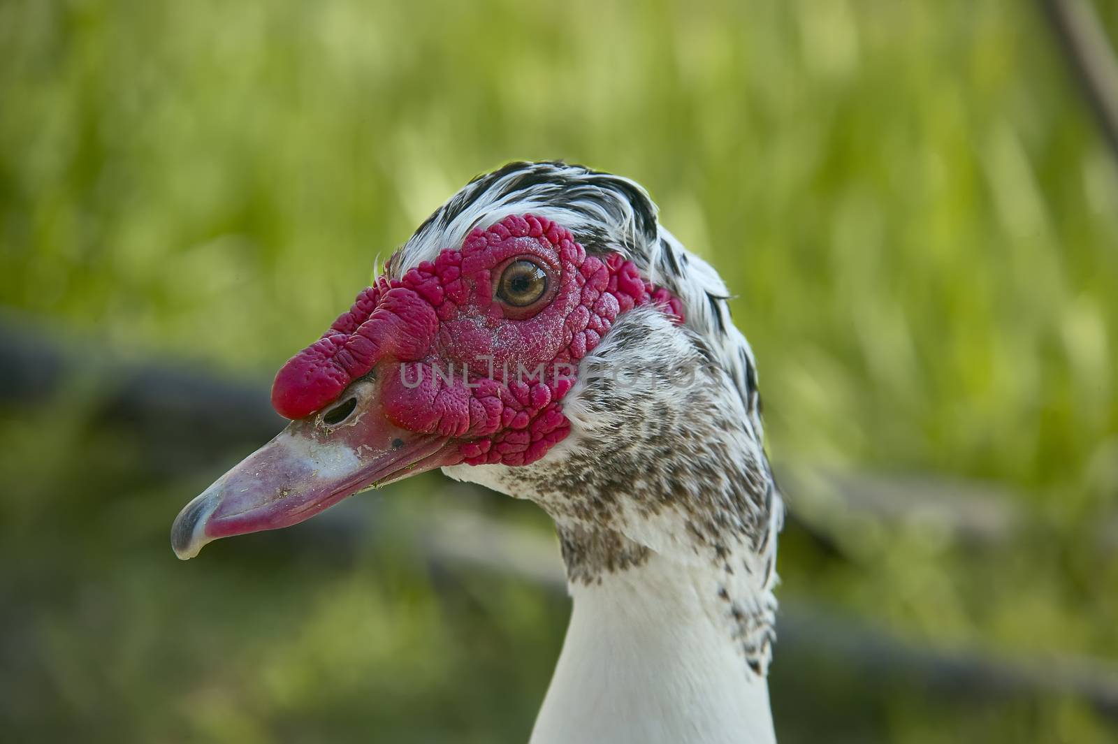Close-up of the head of a turkey in which the beak is well visible in the eye and in general all the head.