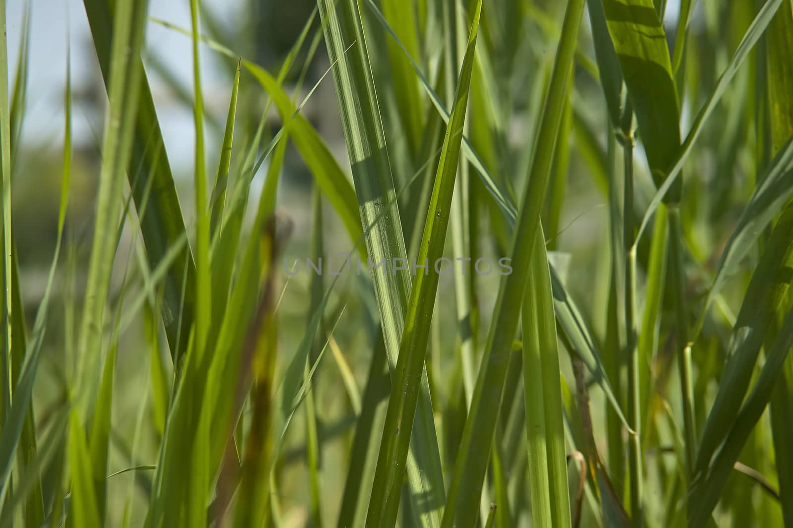 Texture of herringbones photographed with great detail that enhances the veins, shades and colors. Blades of grass.