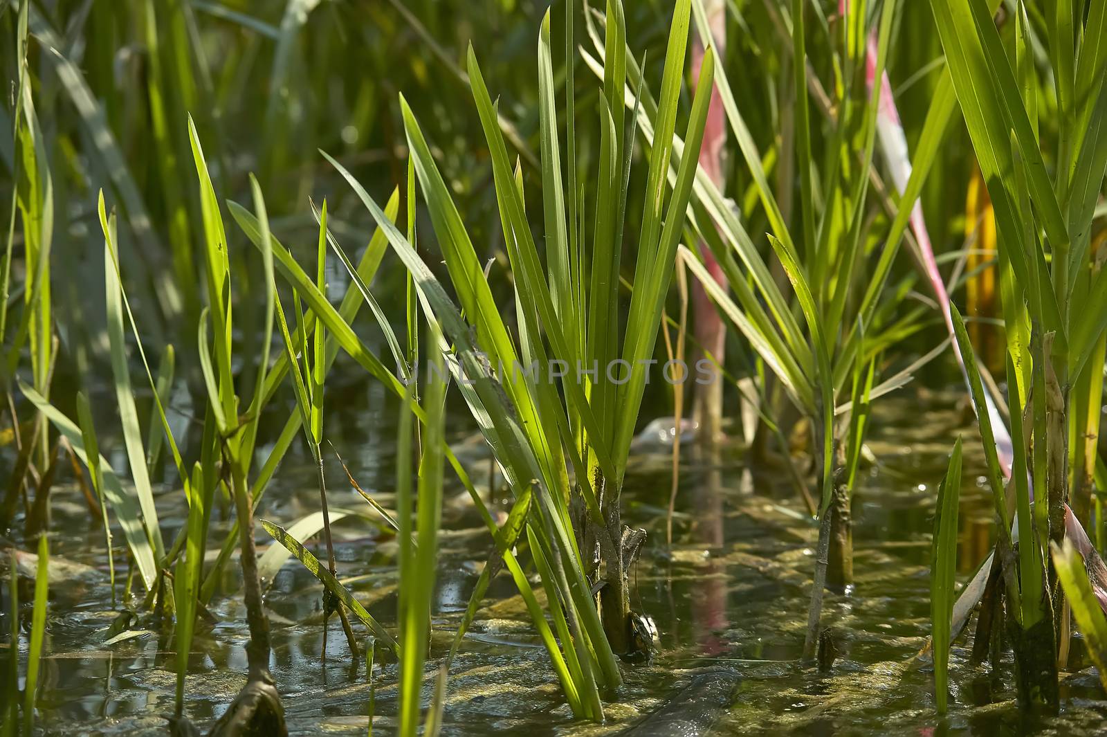Grass in the pond by pippocarlot