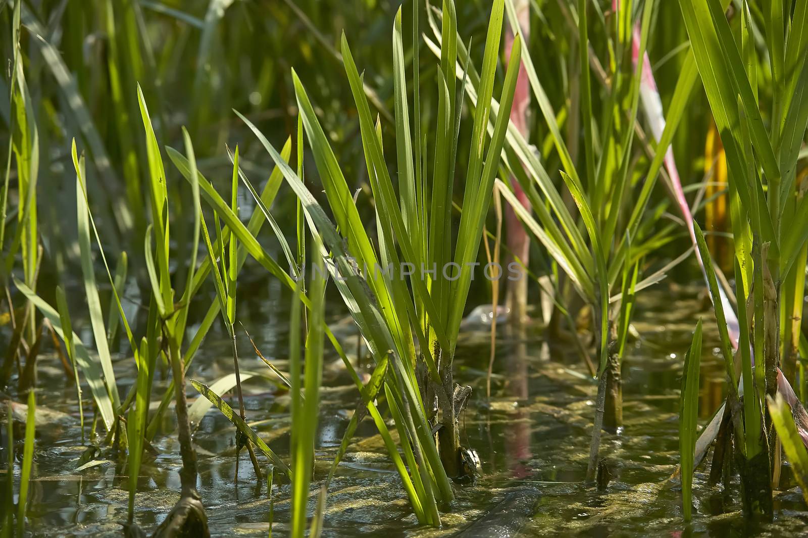 Close-up view of grass tufts in a pond full of water, lit by daylight in the summer.