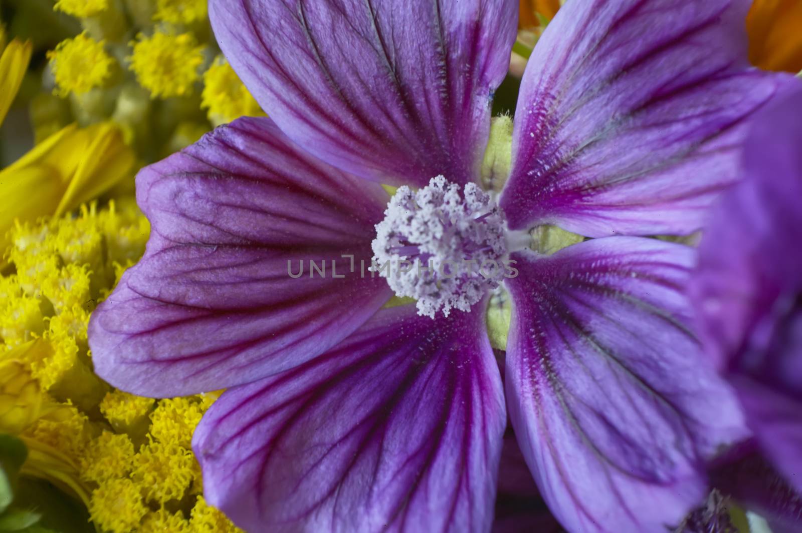 Detail of the purple petals and filaments of a purple flower, detail and detail visible thanks to the macro shooting.