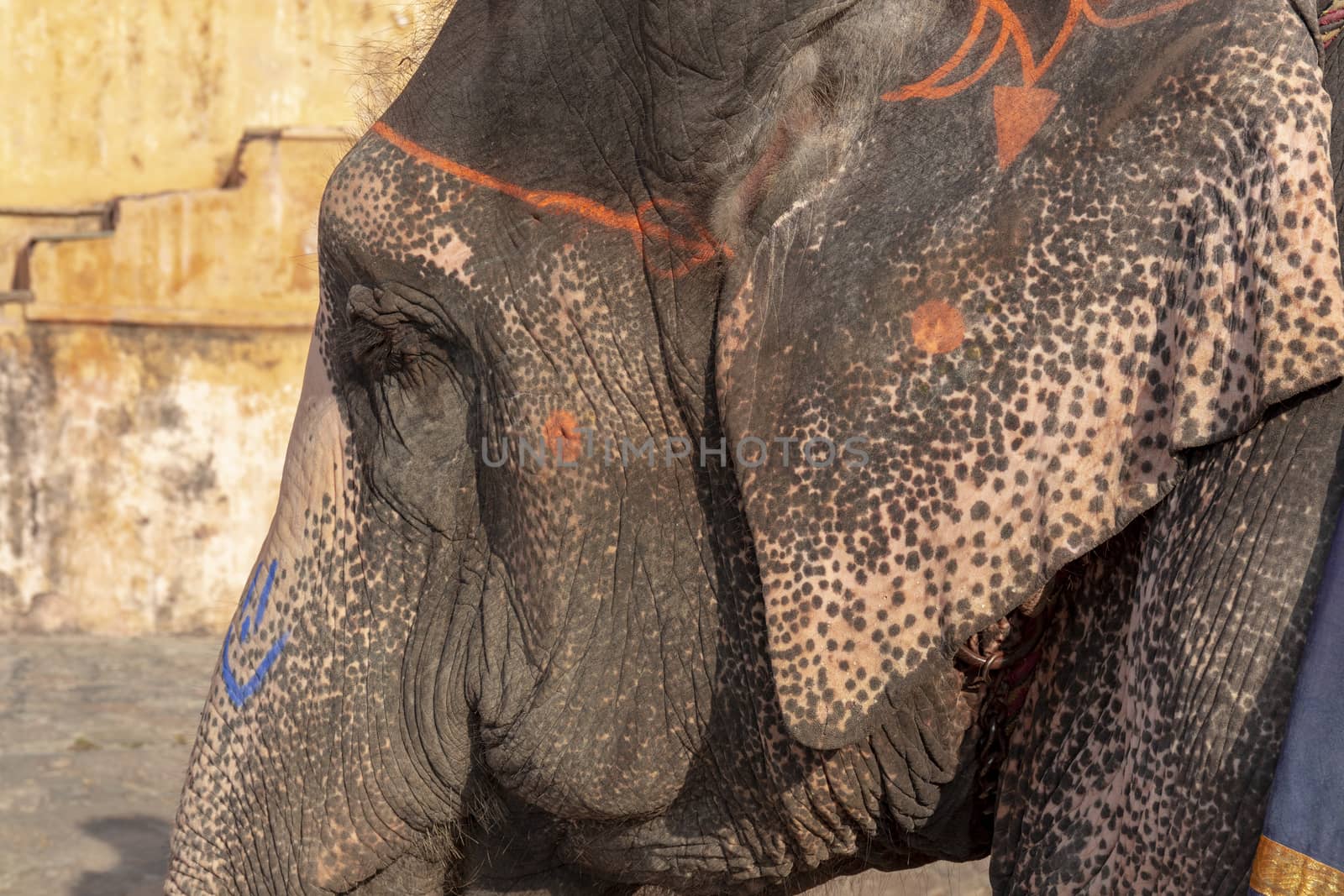 Close up Decorated elephant at the annual elephant festival in Jaipur, India