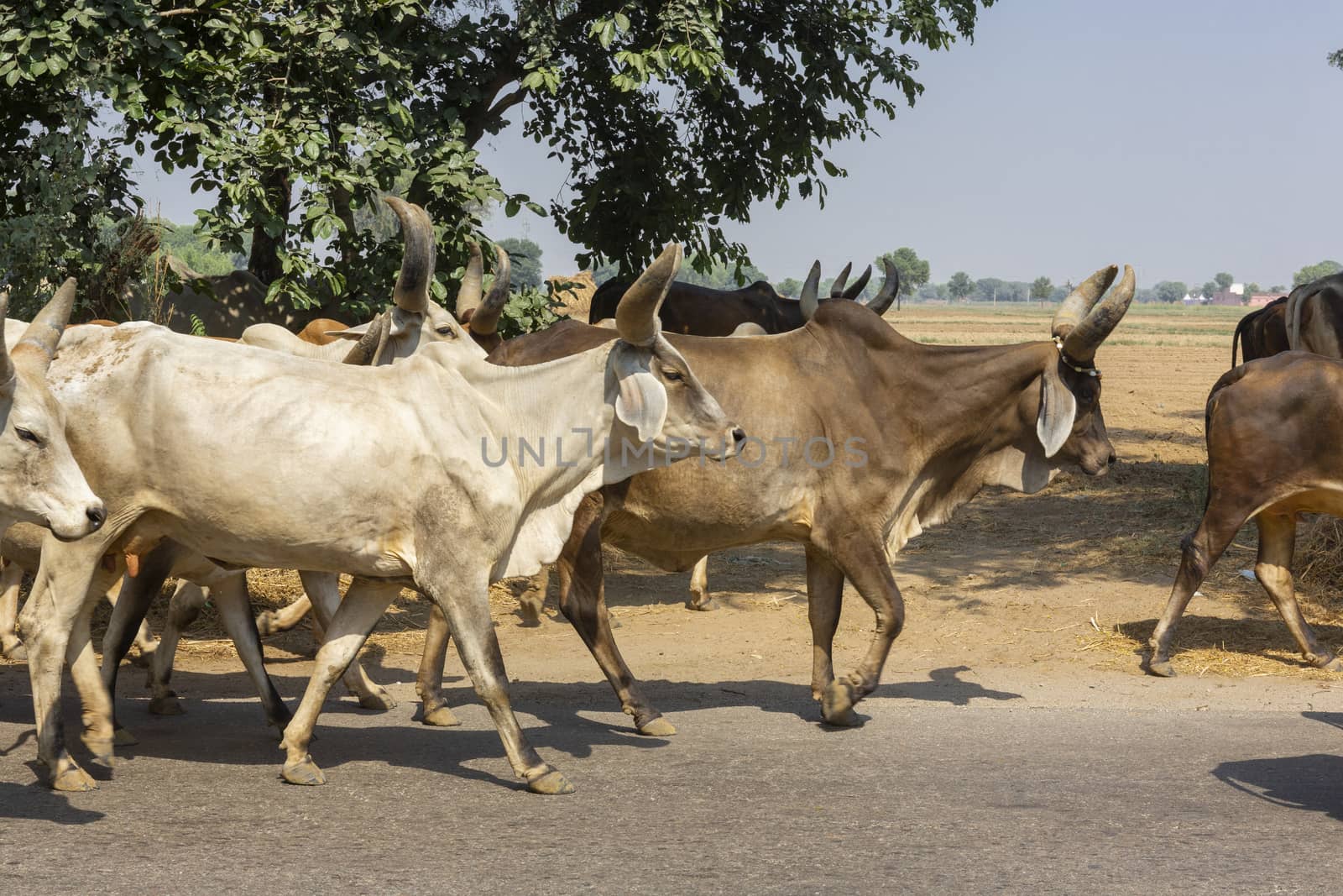 a group Holy cow walking freely in streets of india