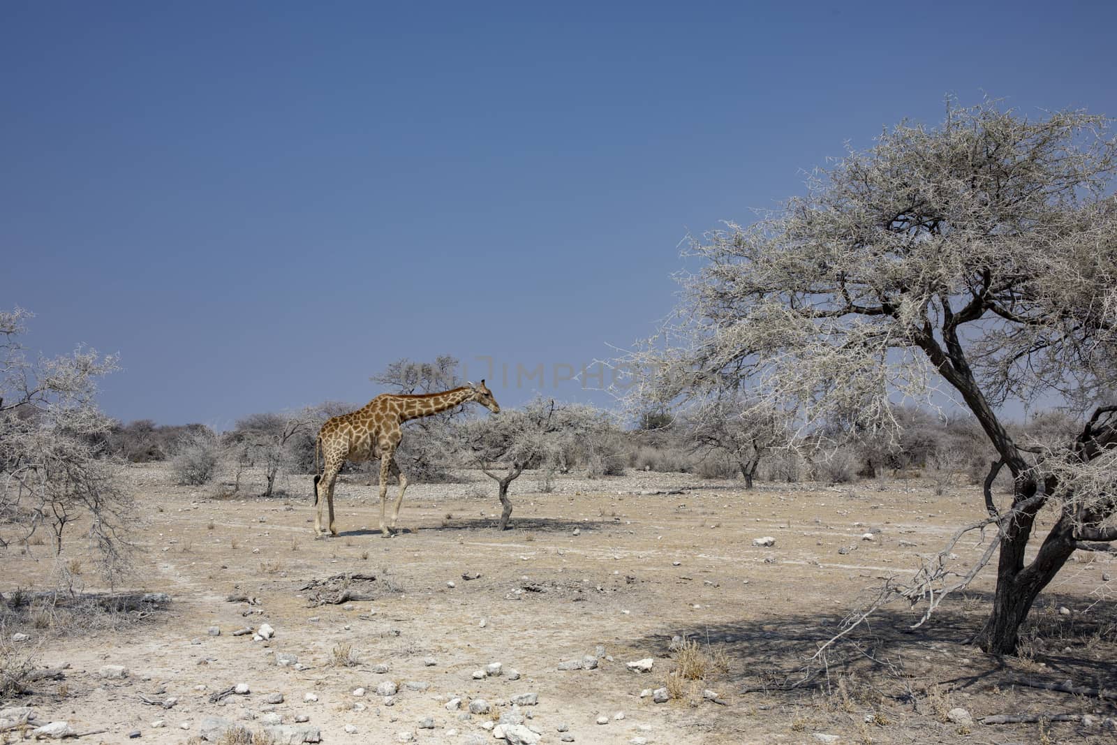 Male giraffe walking in african bush. Etosha national park, Nami by Tjeerdkruse