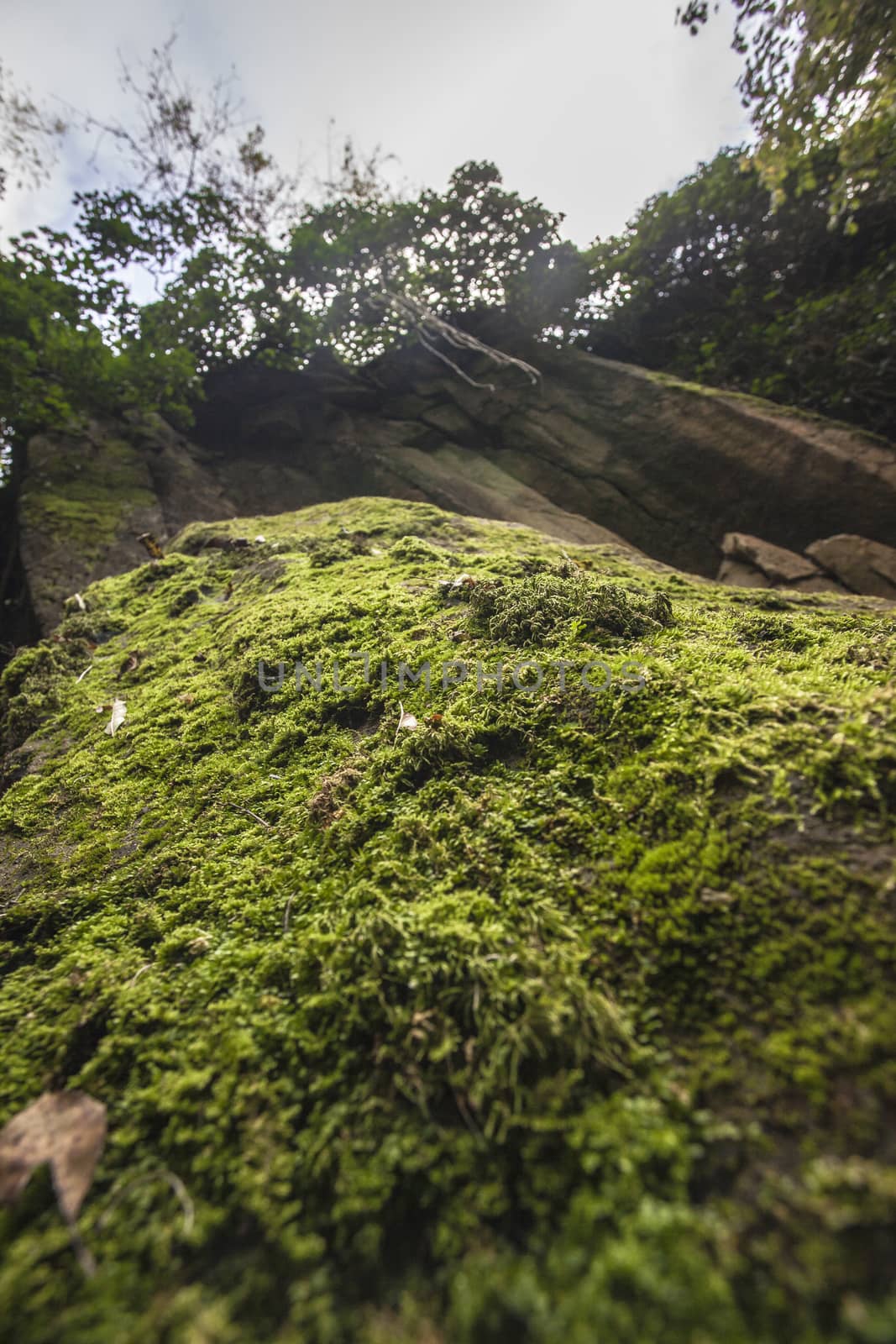 Moss in the rocks 2 by pippocarlot