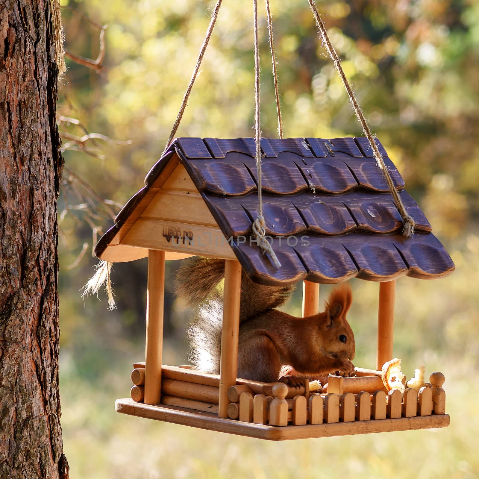 A wild squirrel sits in a bird feeder suspended from a tree